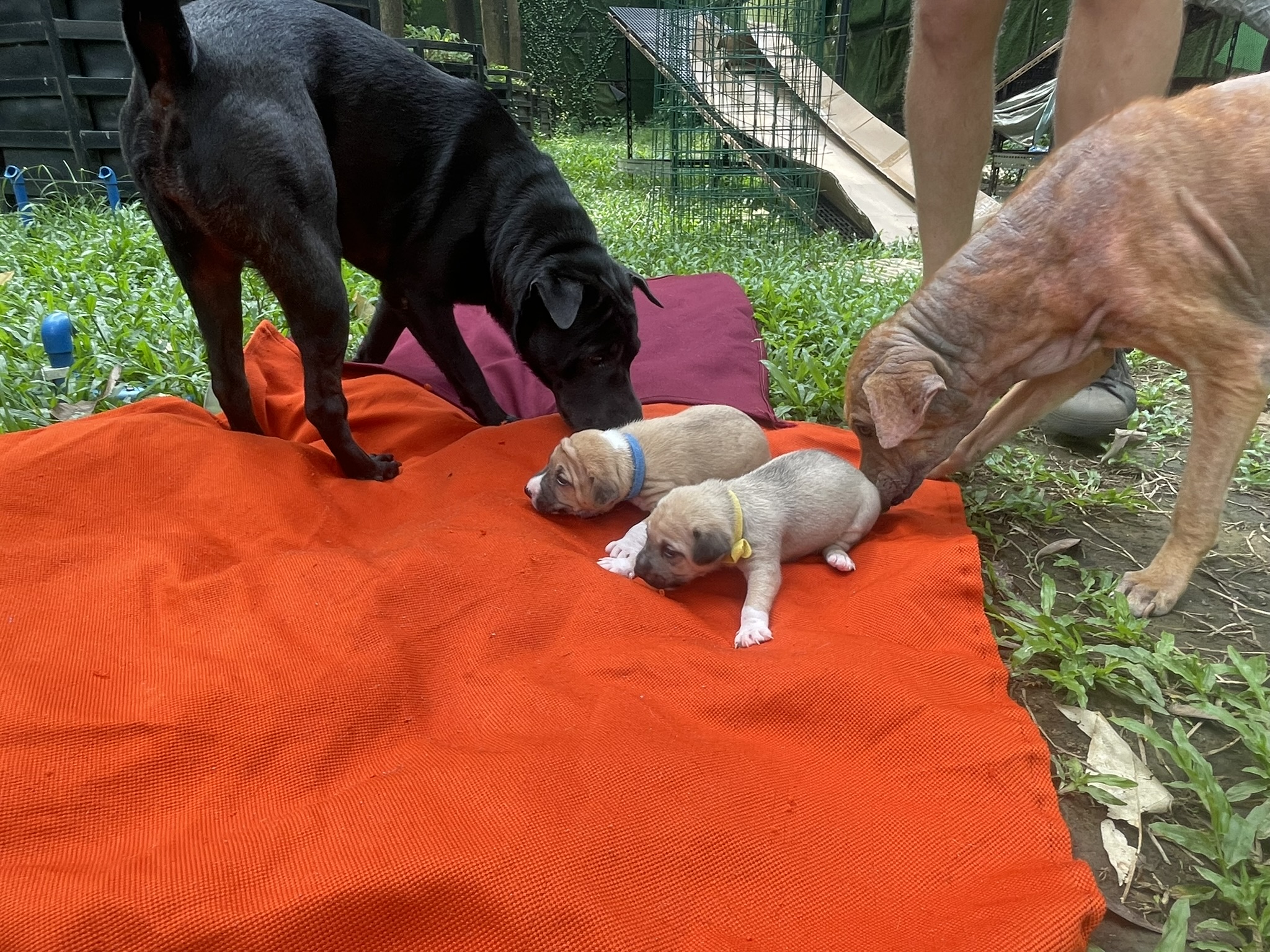 Puppyhood, Adolescence and Adulthood: How Dogs Grow Up, and Why Size Matters