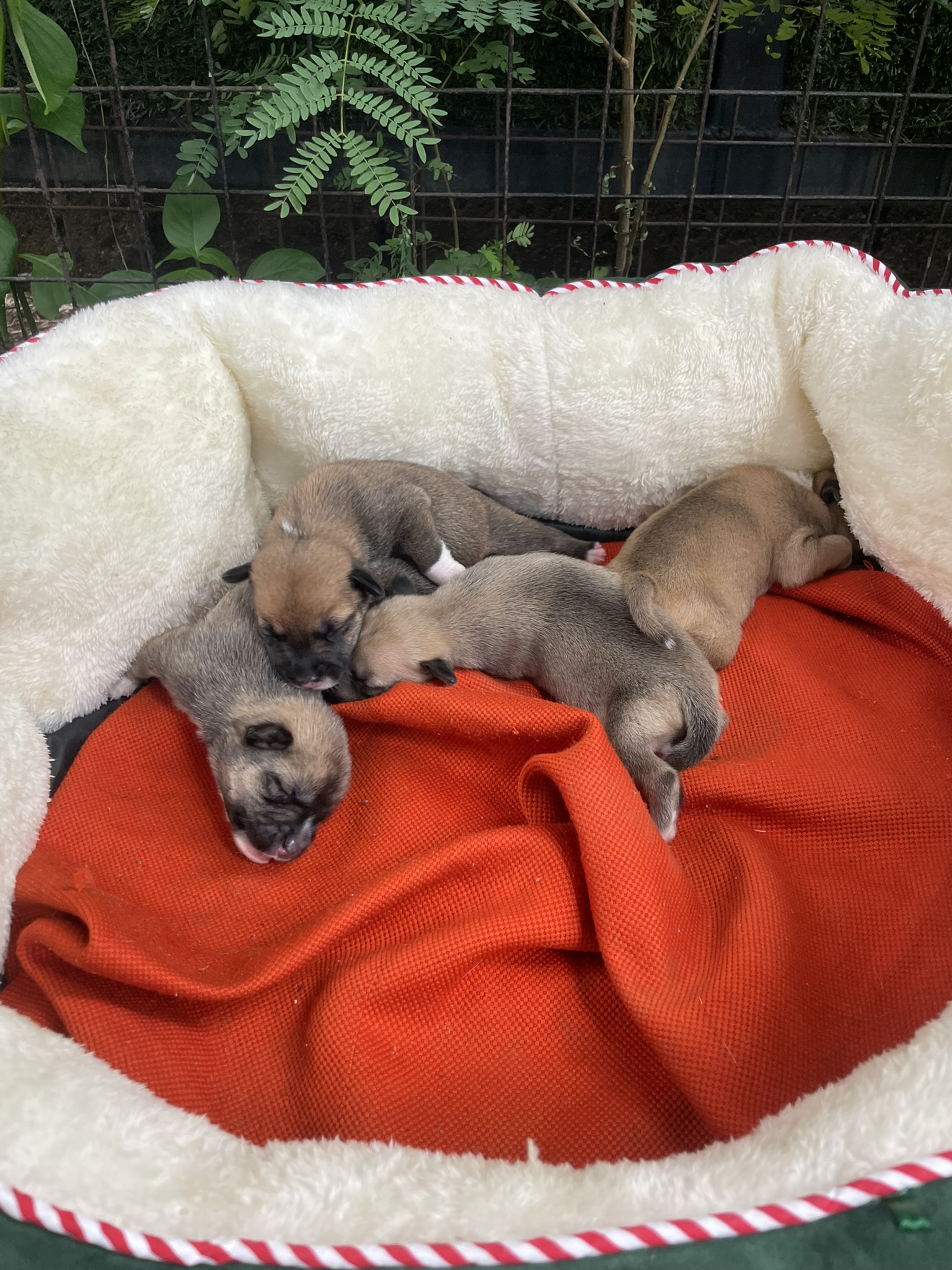 Newborn puppies asleep together in a dog bed.