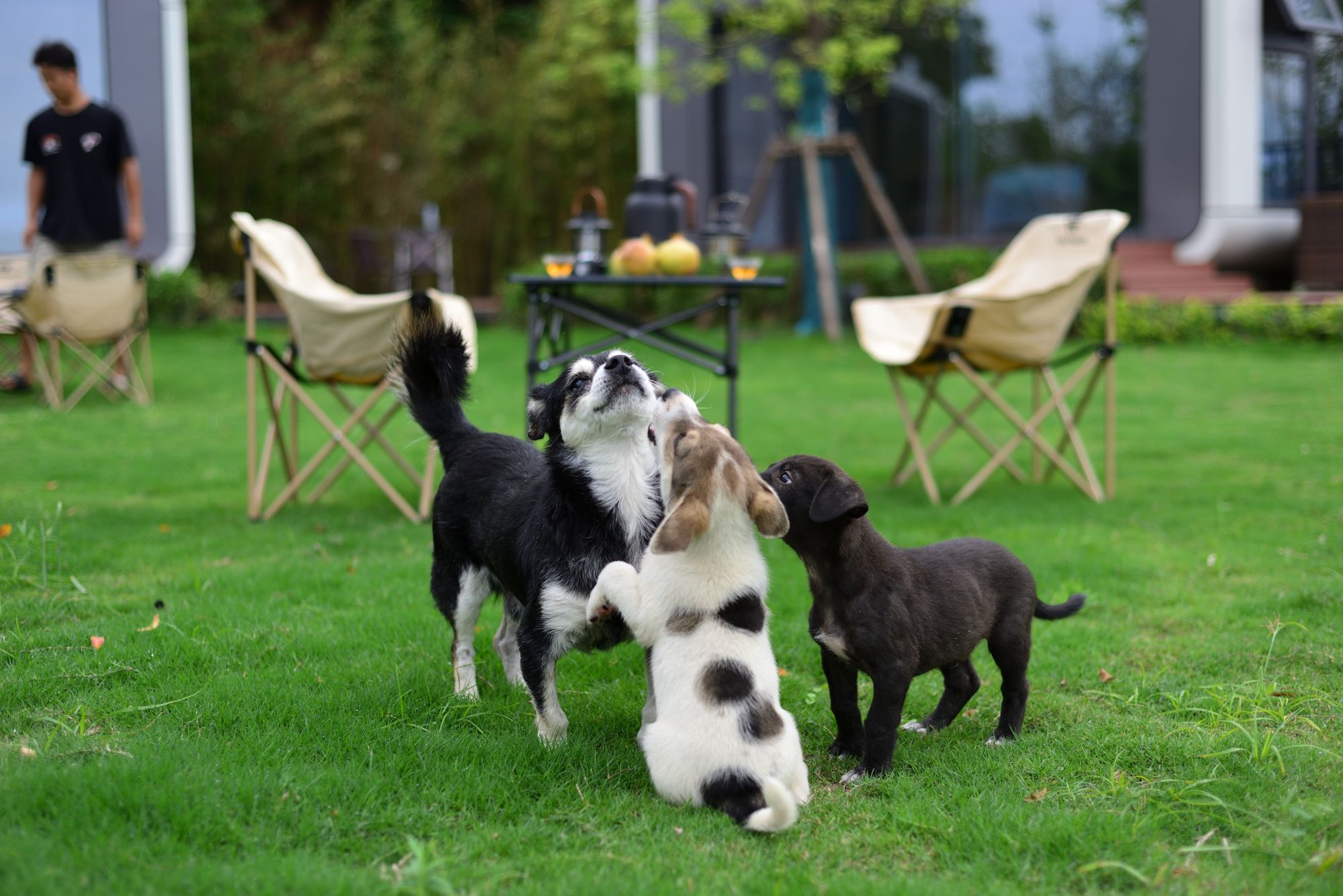 Three young dogs of different colors playing together on a green lawn.