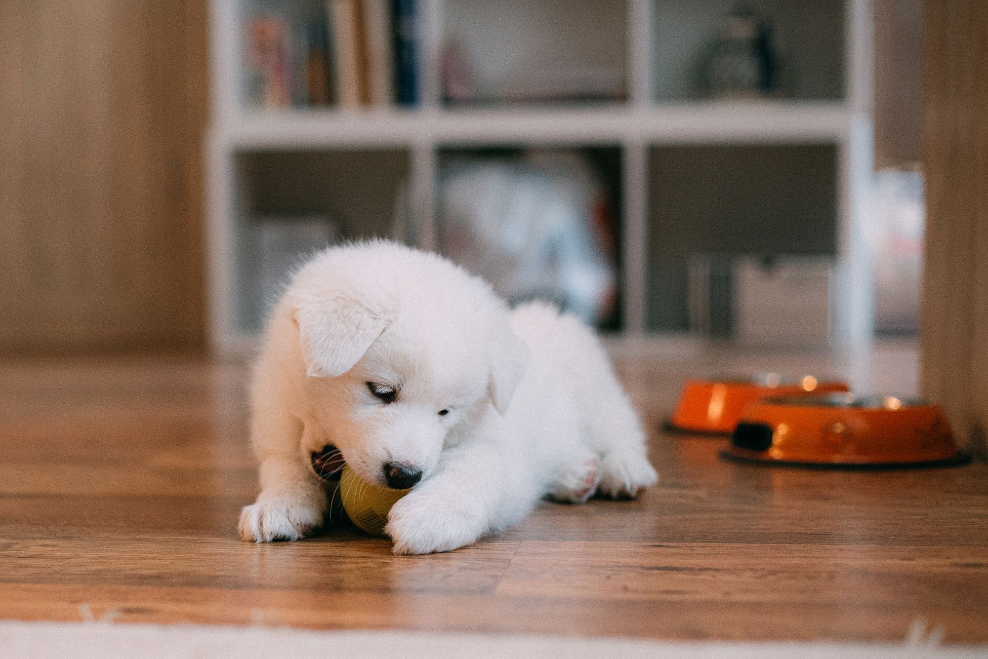 A white puppy lying on a wooden floor and chewing a yellow ball, with two bowls in the background.