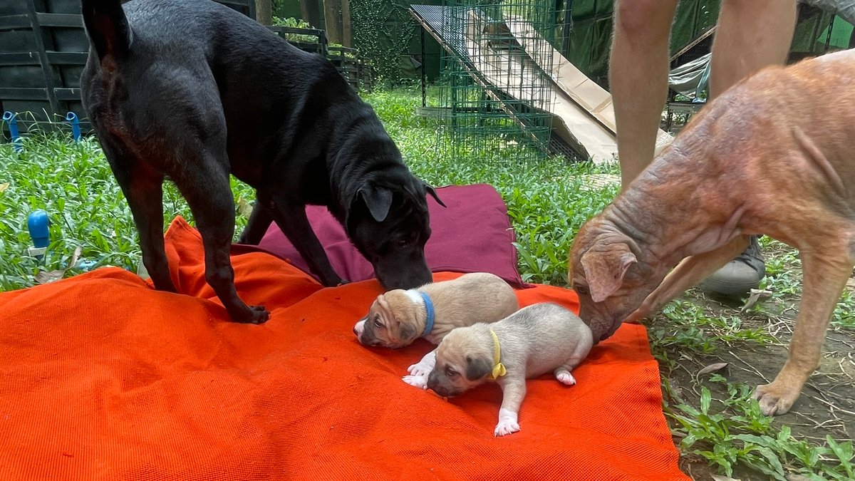 Puppyhood, Adolescence and Adulthood: How Dogs Grow Up, and Why Size Matters