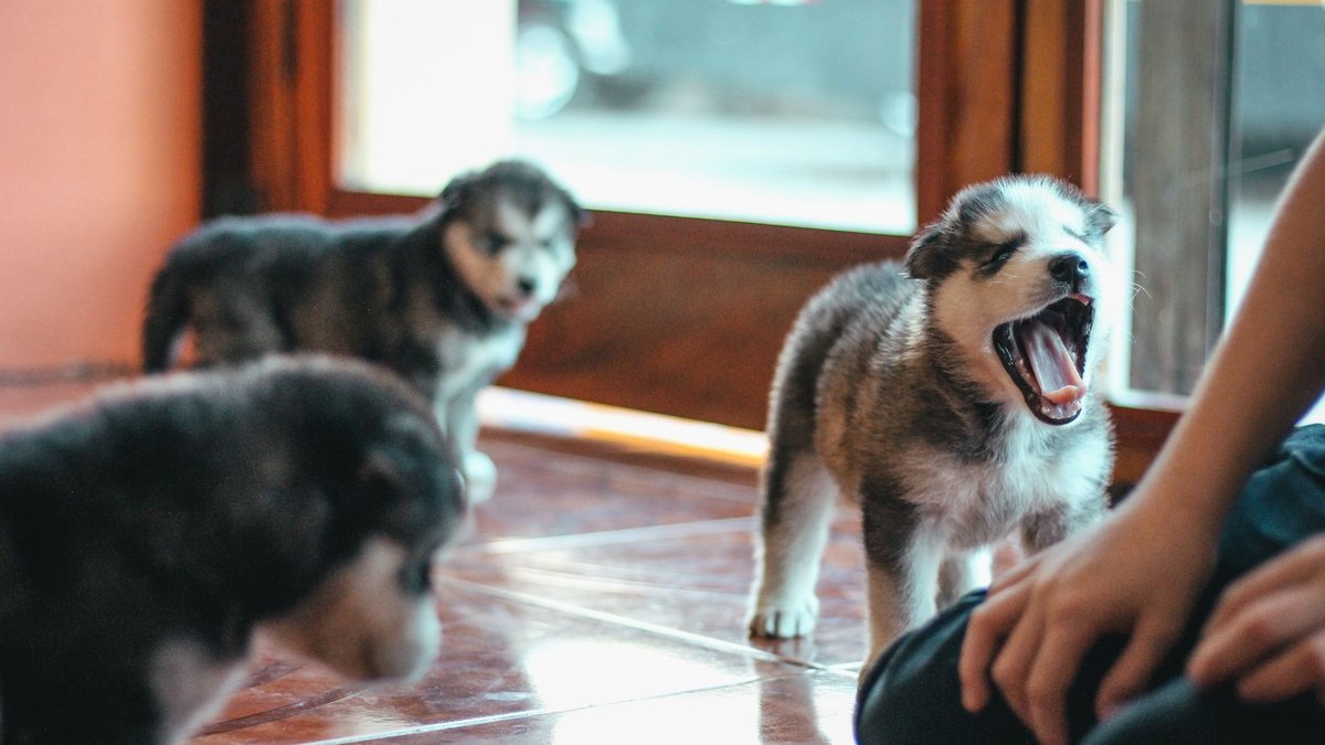 Three young husky puppies exploring a tiled room while a person sits nearby.
