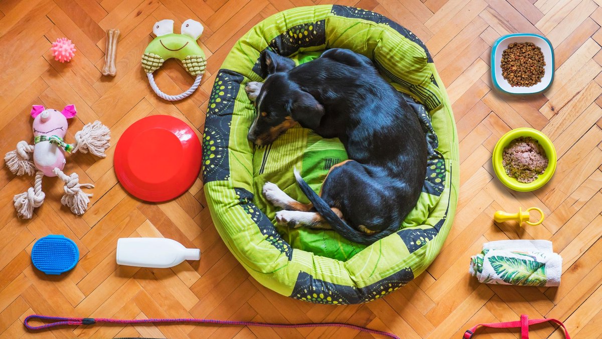 Overhead view of a black dog curled in a round dog bed, with bowls, a leash, and toys arranged on a wood floor.