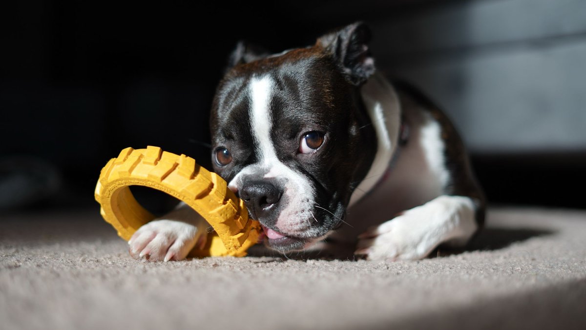 A Boston terrier puppy lying on carpet and chewing a yellow ring toy.