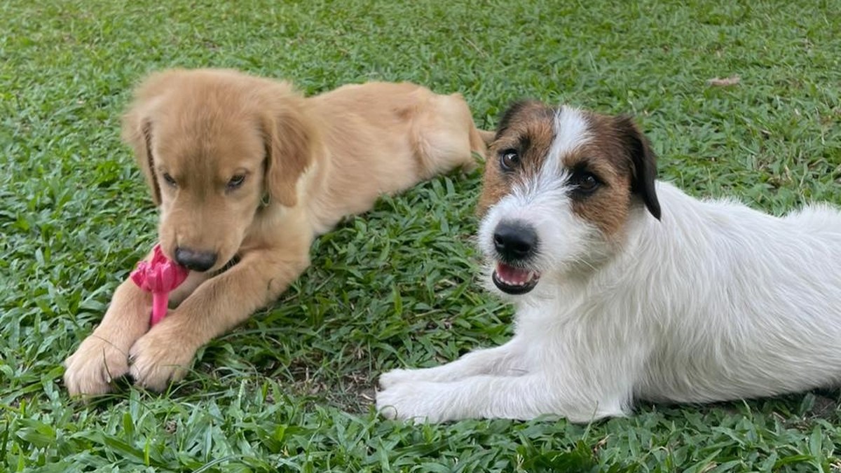 A golden retriever puppy chews a pink toy beside a Jack Russell terrier on a lawn.