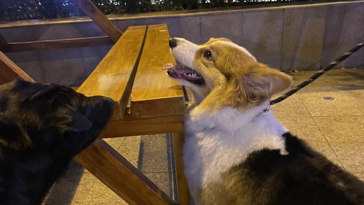 A corgi on a leash sits by a wooden table at an outdoor café at night, next to a black dog.