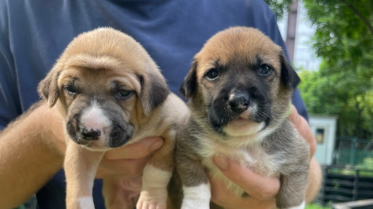 Two tan puppies with dark muzzles held up to the camera.