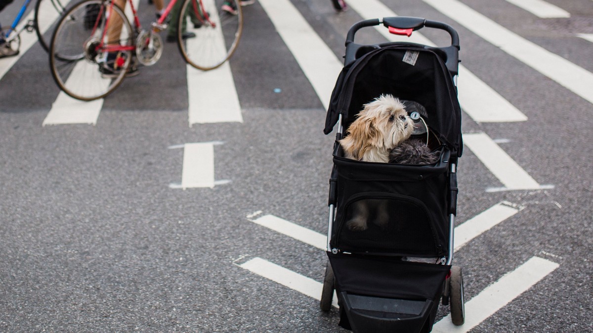 Small dog sitting in a black pet stroller on a city crosswalk