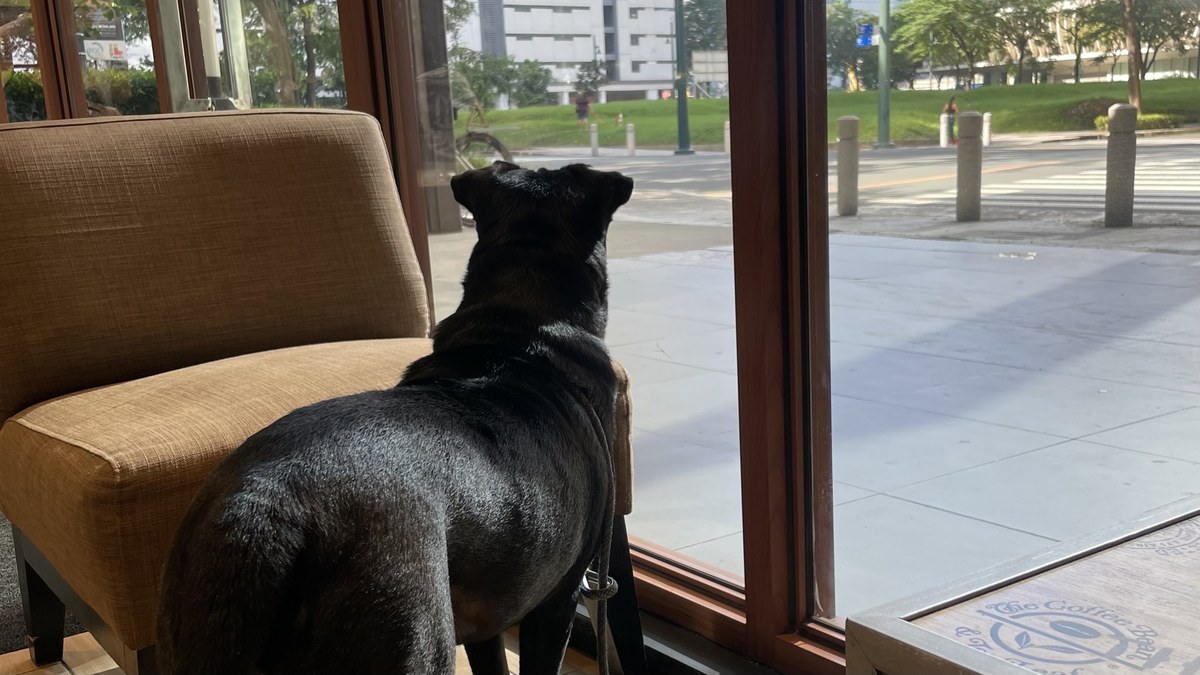 The Downside of Weekend Dogs